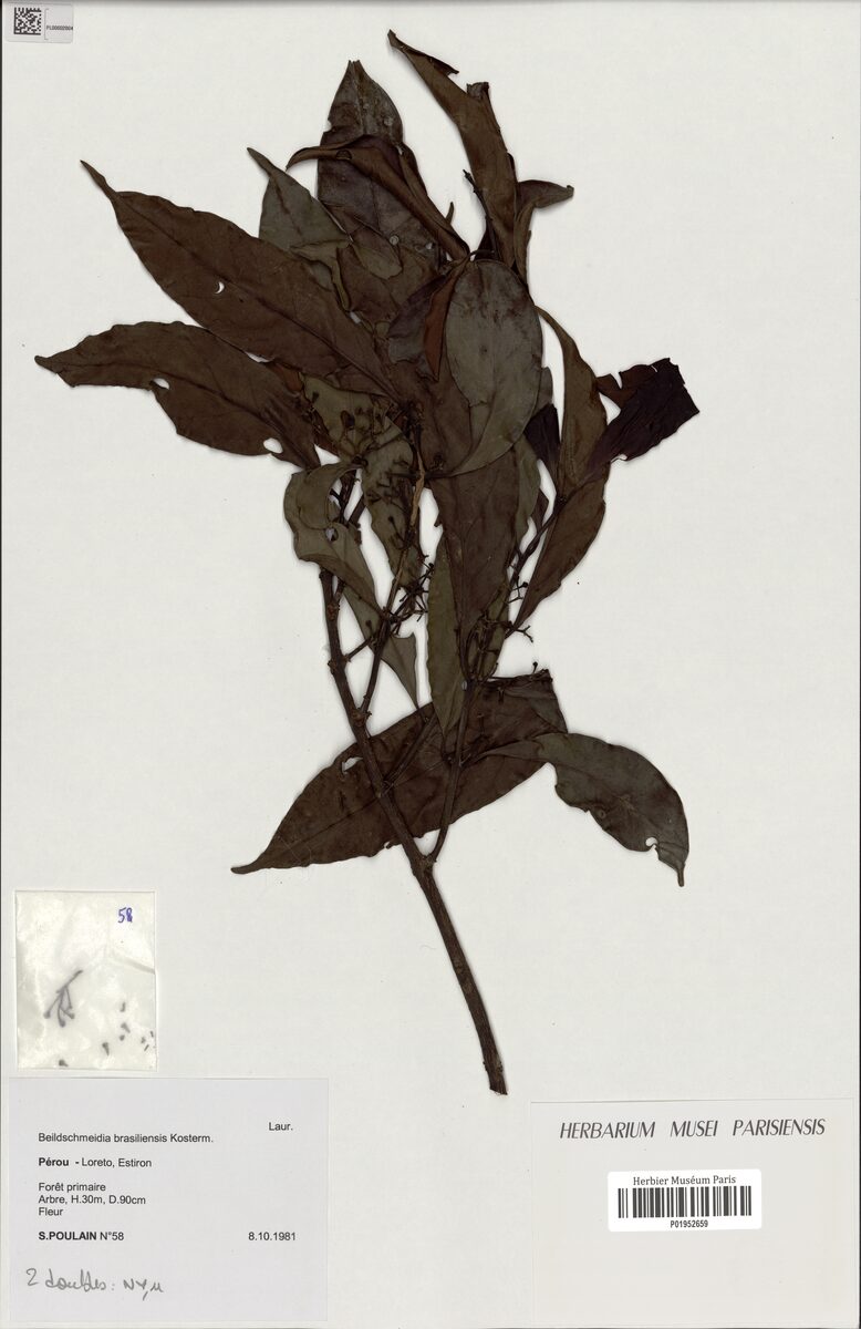 Beilschmiedia brasiliensis (Anauera) — photo