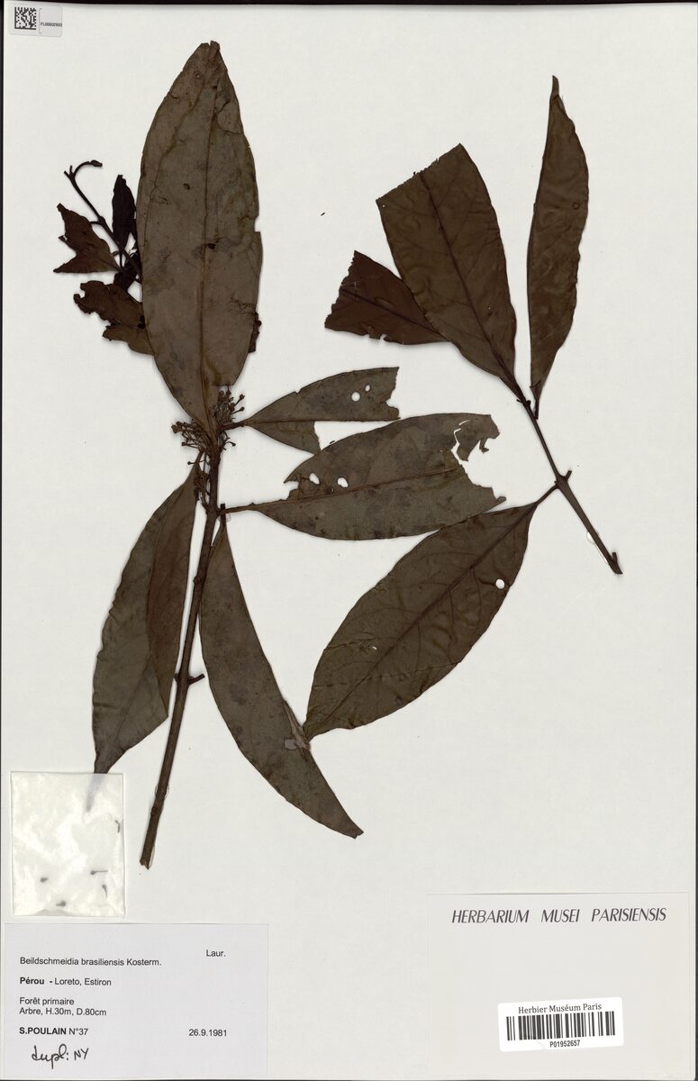 Beilschmiedia brasiliensis