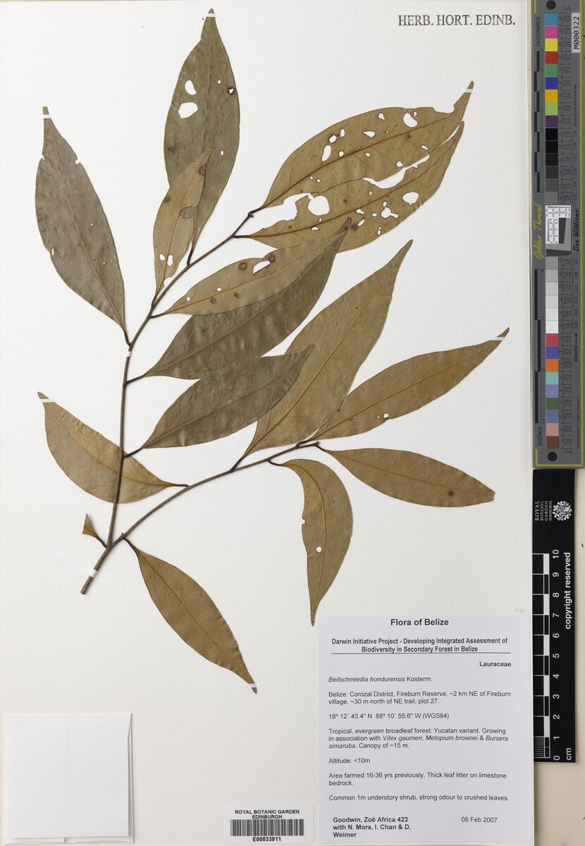Beilschmiedia hondurensis — photo