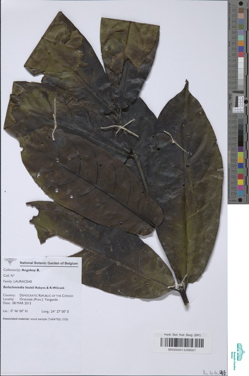 Beilschmiedia louisii — photo