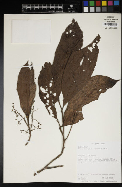 Beilschmiedia louisii — photo