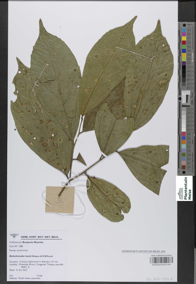 Beilschmiedia louisii