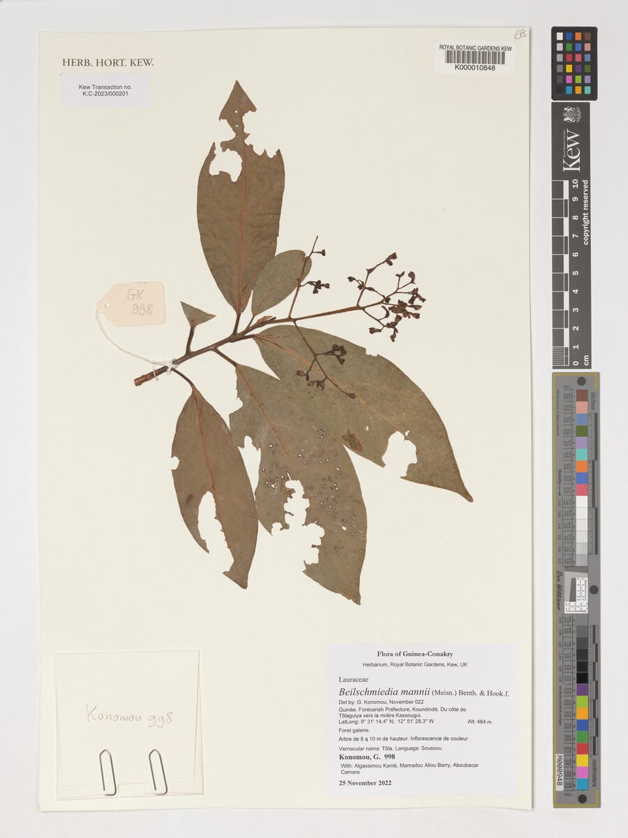 Beilschmiedia mannii (Spicy cedar) — photo