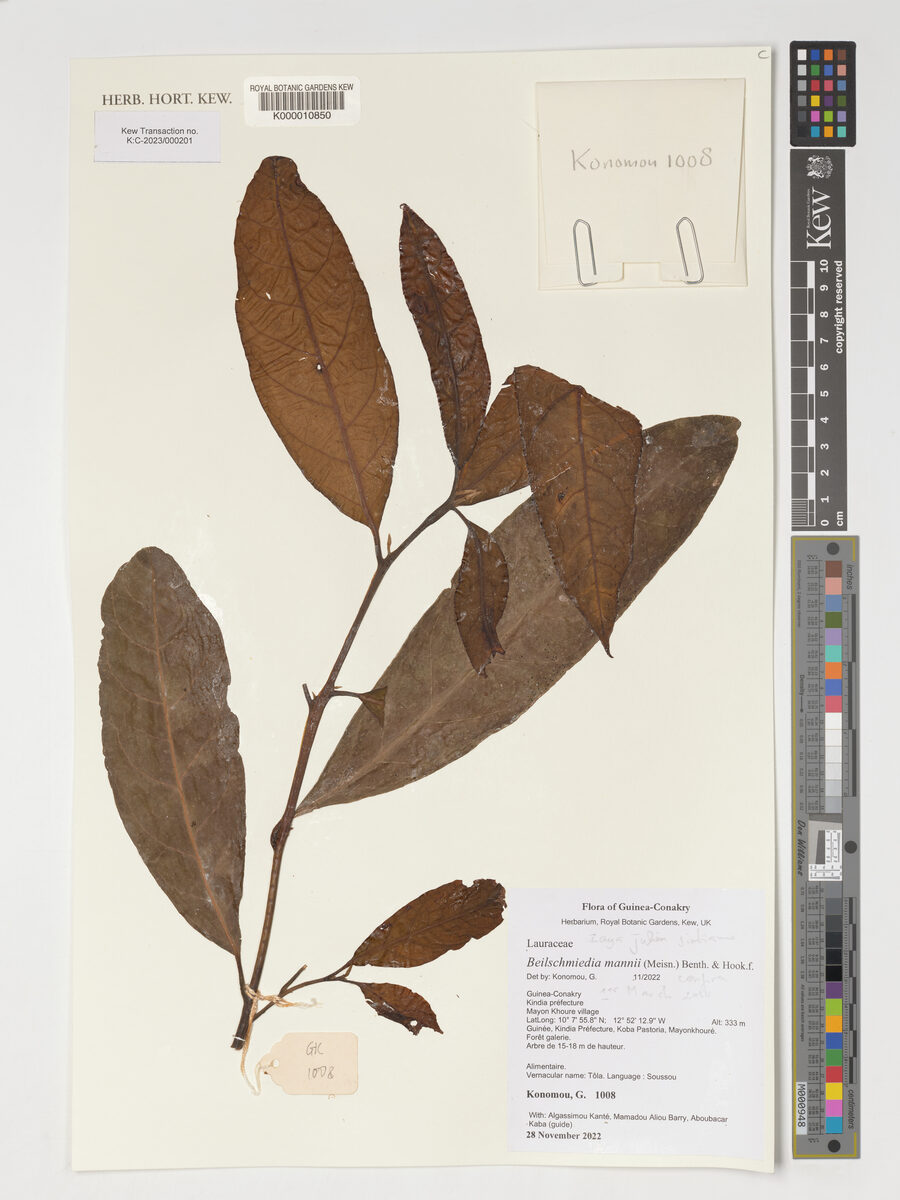 Beilschmiedia mannii (Spicy cedar) — photo