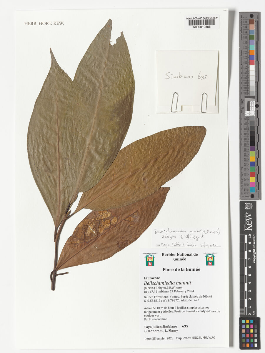 Beilschmiedia mannii