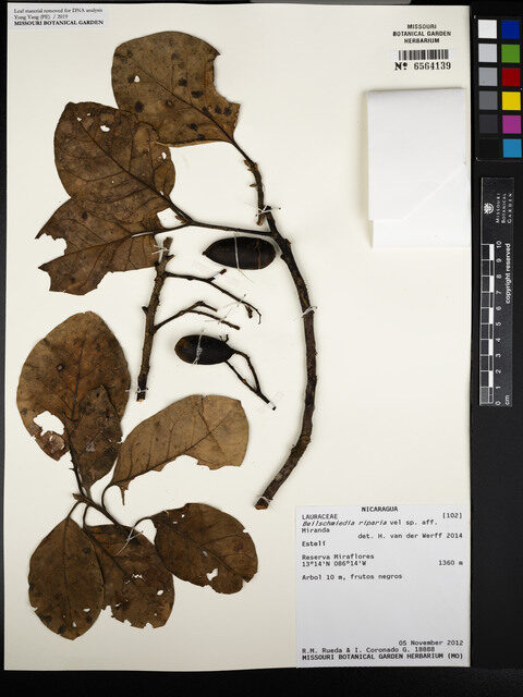 Beilschmiedia riparia — photo