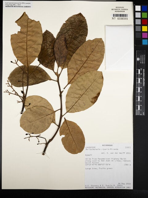 Beilschmiedia riparia — photo
