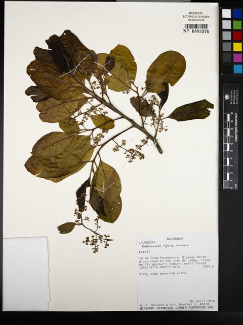 Beilschmiedia riparia