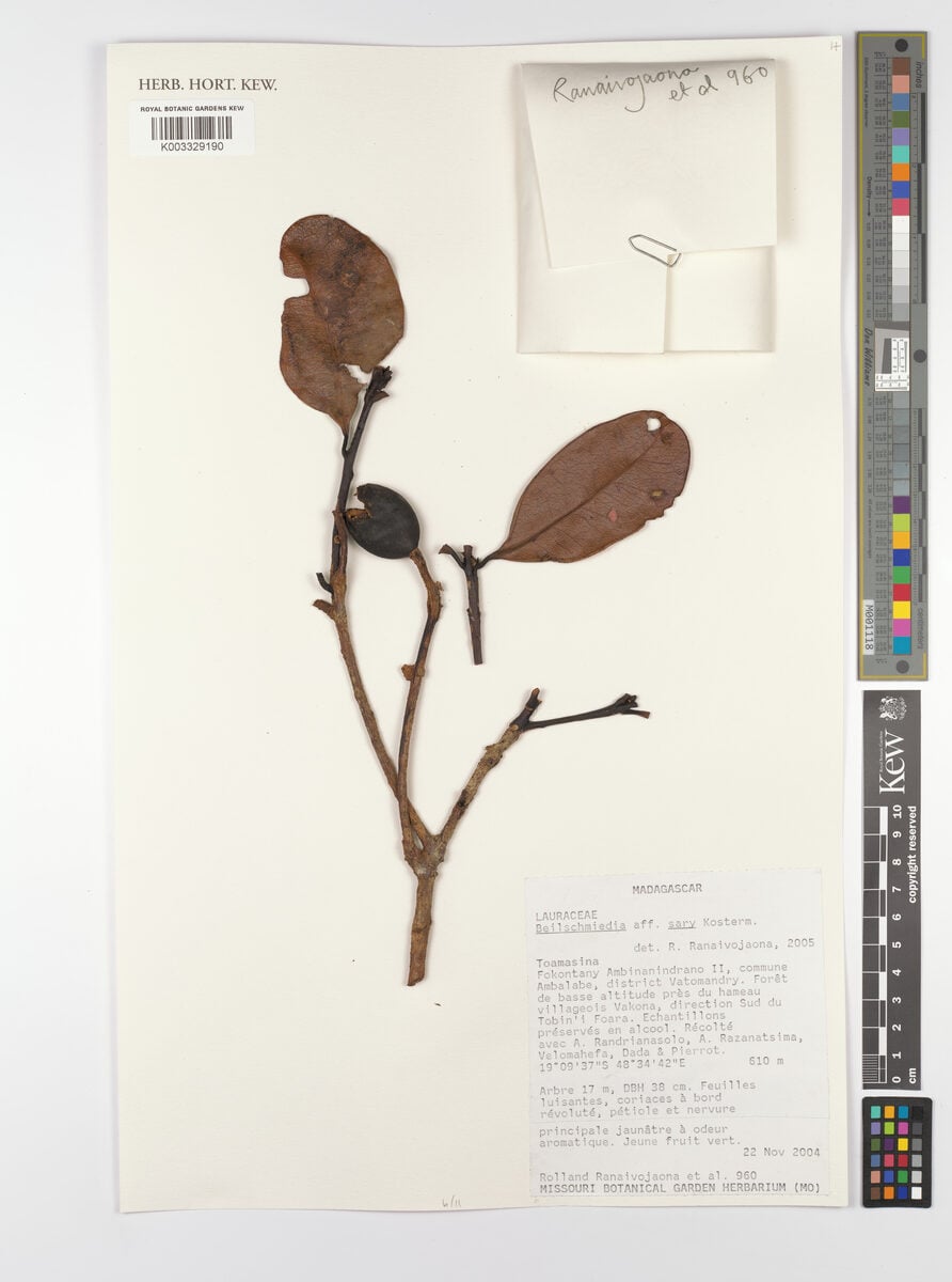 Beilschmiedia sary — photo