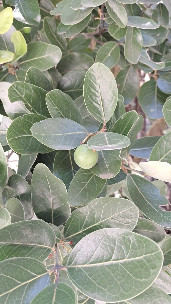 Beilschmiedia sp. — photo