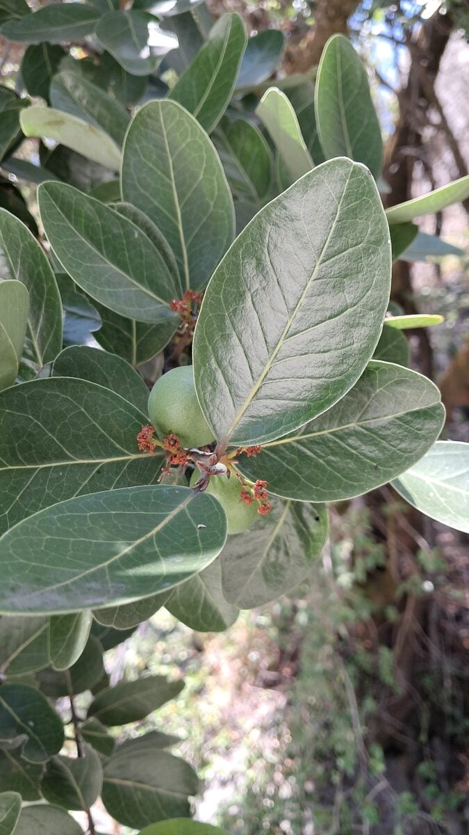 Beilschmiedia sp.