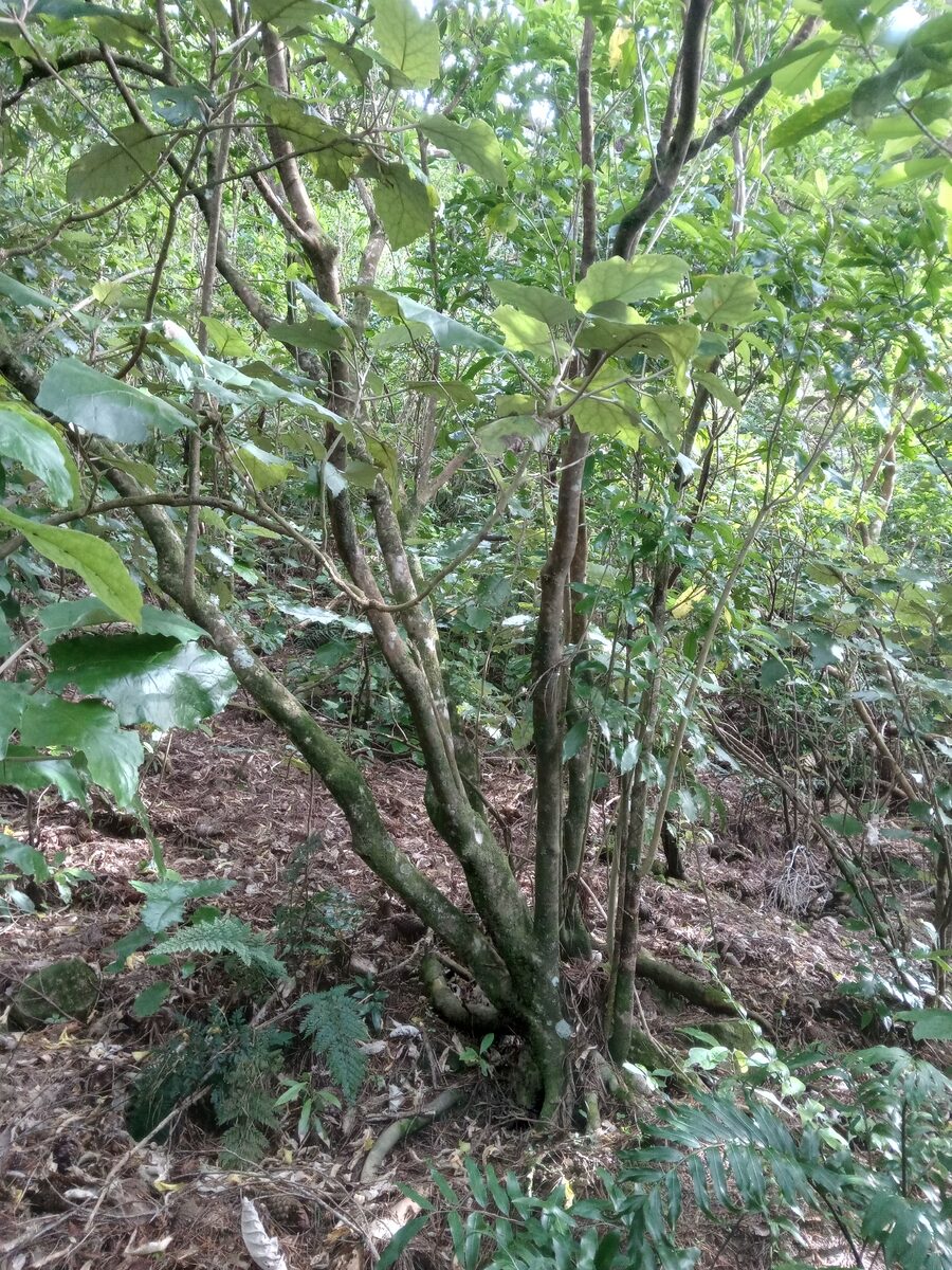 Beilschmiedia tawa - (A.Cunn.)Kirk. (Tawa) — photo