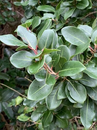 Beilschmiedia ugandensis (Mwasa) — photo