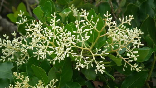 Beilschmiedia ugandensis (Mwasa) — photo