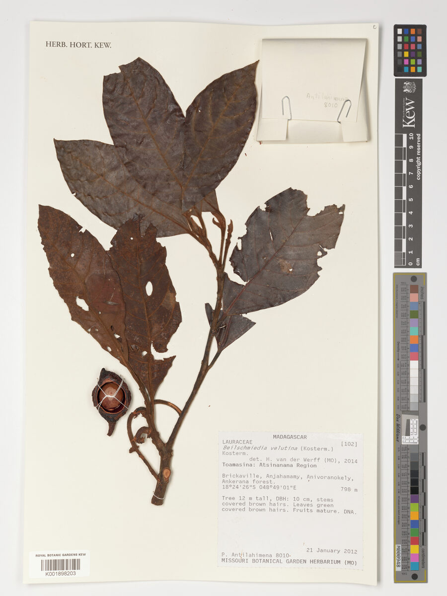 Beilschmiedia velutina — photo