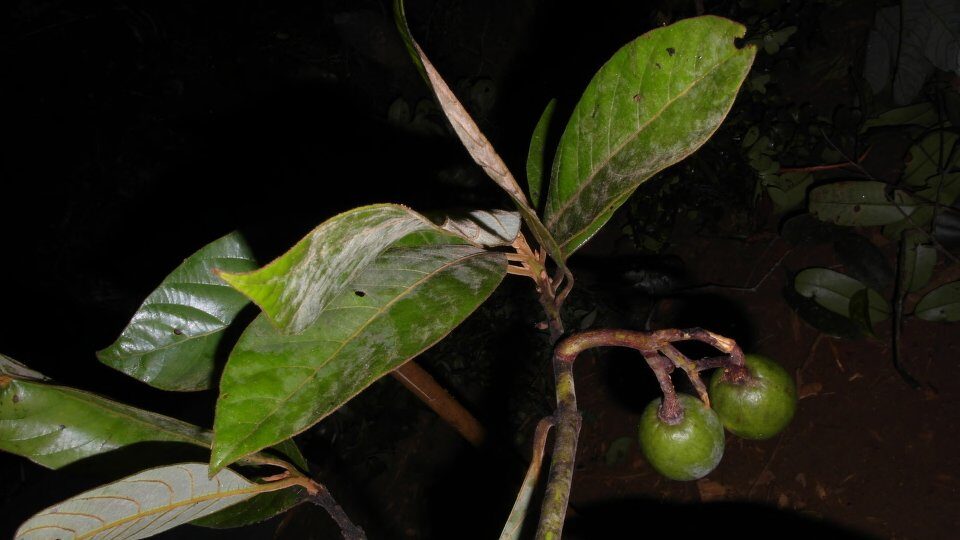 Beilschmiedia velutina