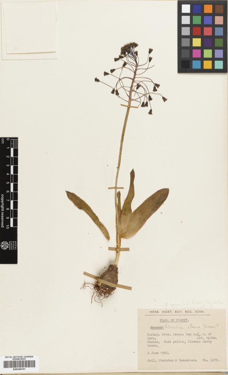 Bellevalia gracilis — photo