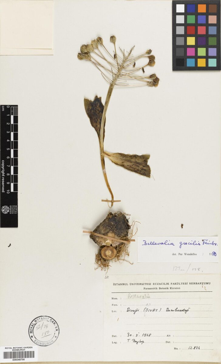 Bellevalia gracilis