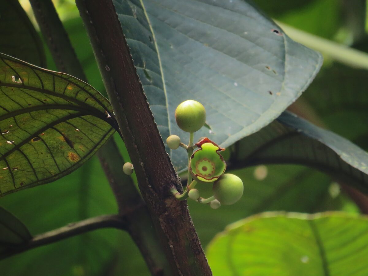 Bellucia imperialis (Goiaba-de-anta-vermelha) — photo