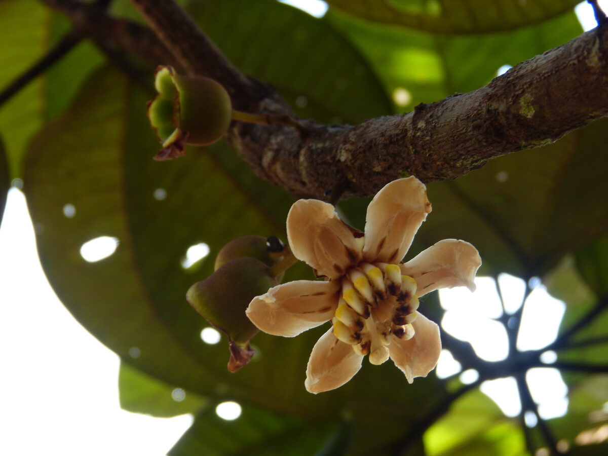 Bellucia imperialis (Goiaba-de-anta-vermelha) — photo
