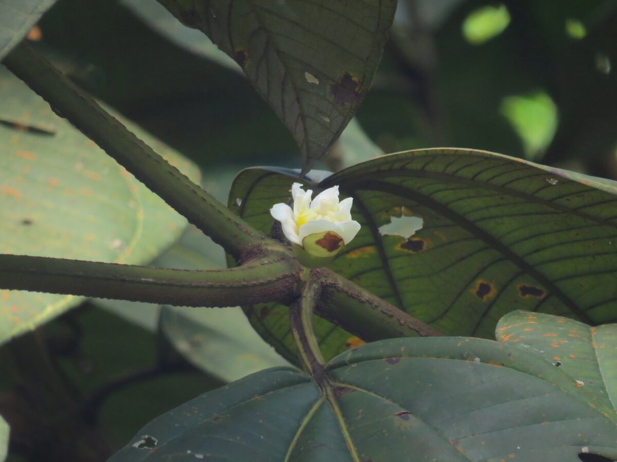Bellucia imperialis