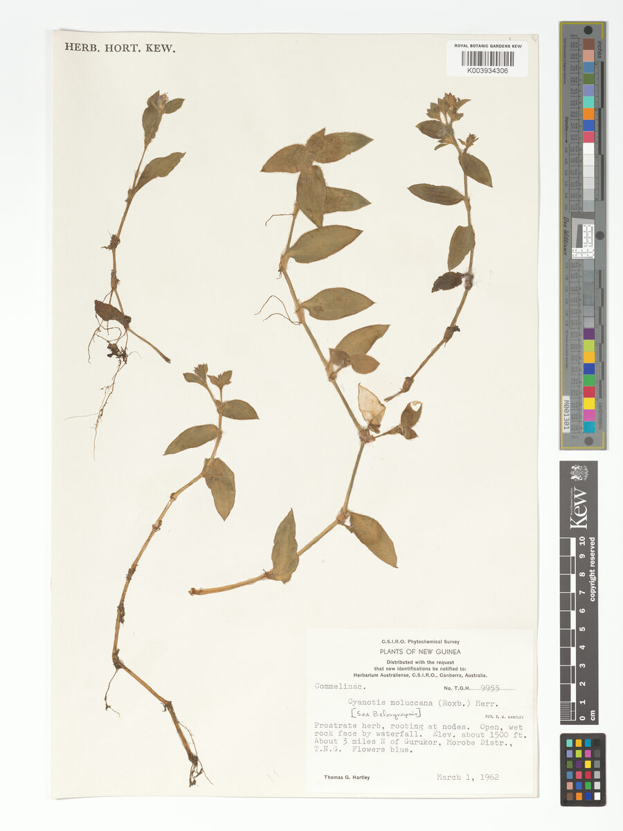Belosynapsis moluccana — photo