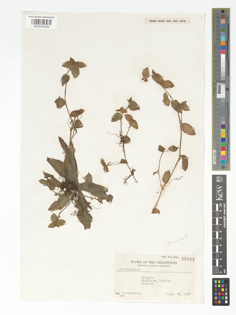 Belosynapsis moluccana — photo