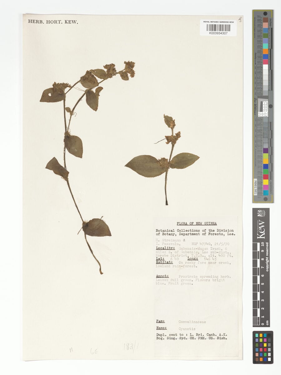 Belosynapsis moluccana