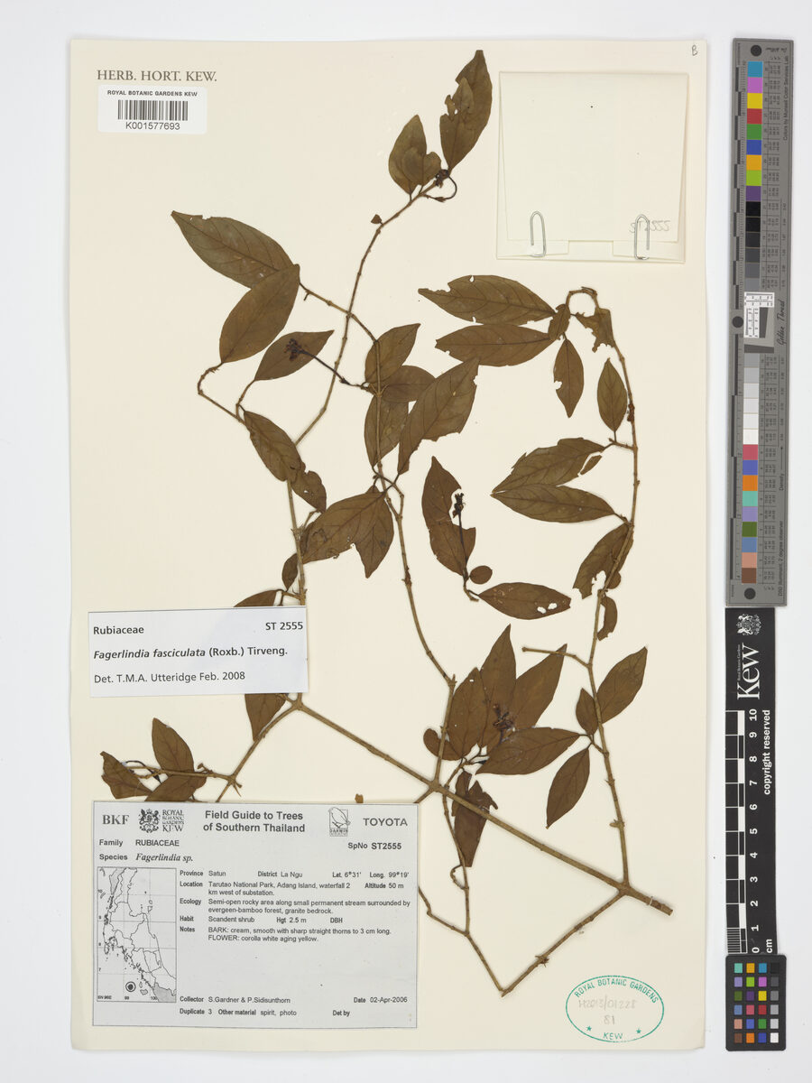 Benkara fasciculata