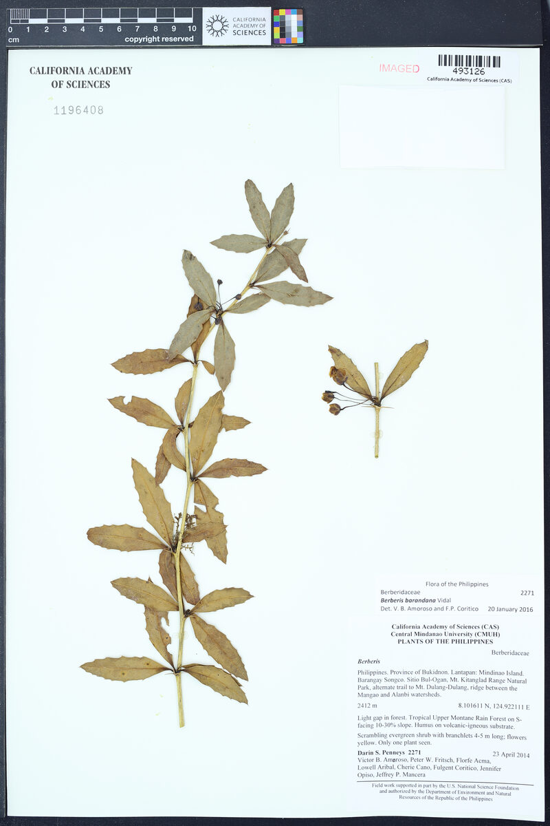 Berberis barandana — photo