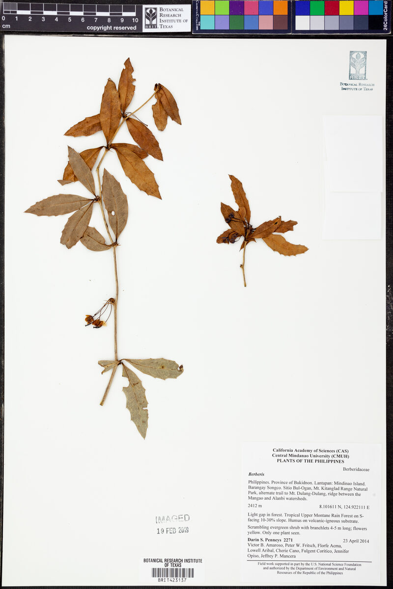 Berberis barandana — photo