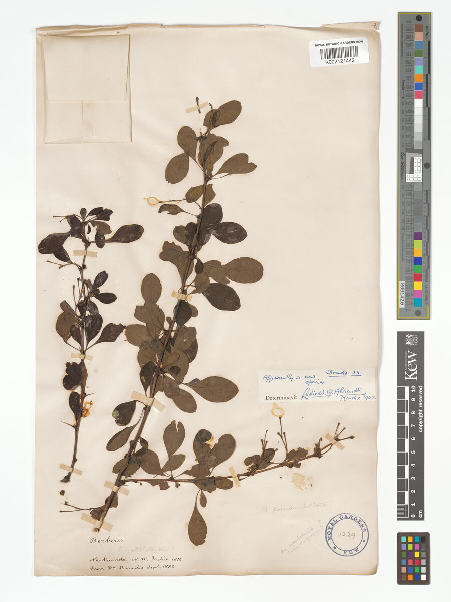 Berberis brandisiana