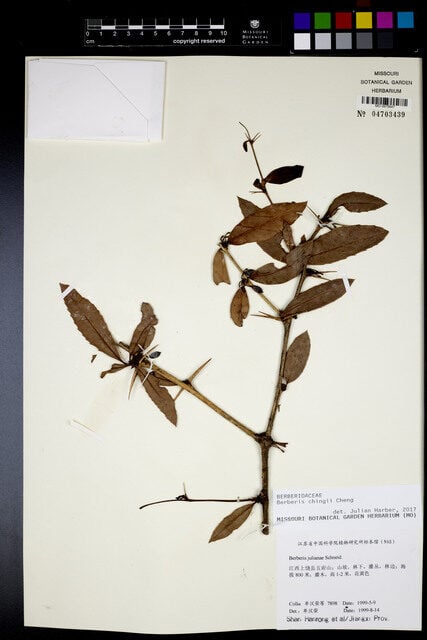 Berberis chingii — photo