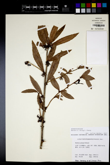 Berberis chingii — photo
