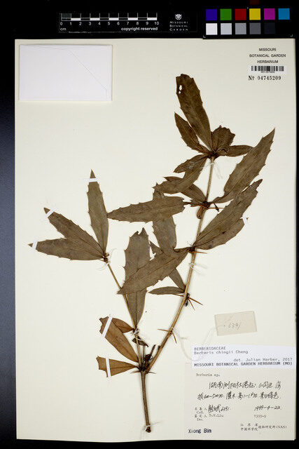 Berberis chingii