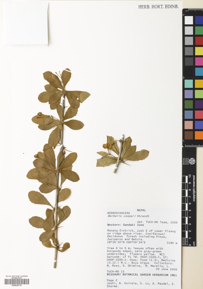 Berberis cooperi — photo