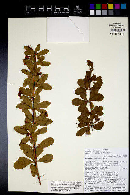 Berberis cooperi — photo