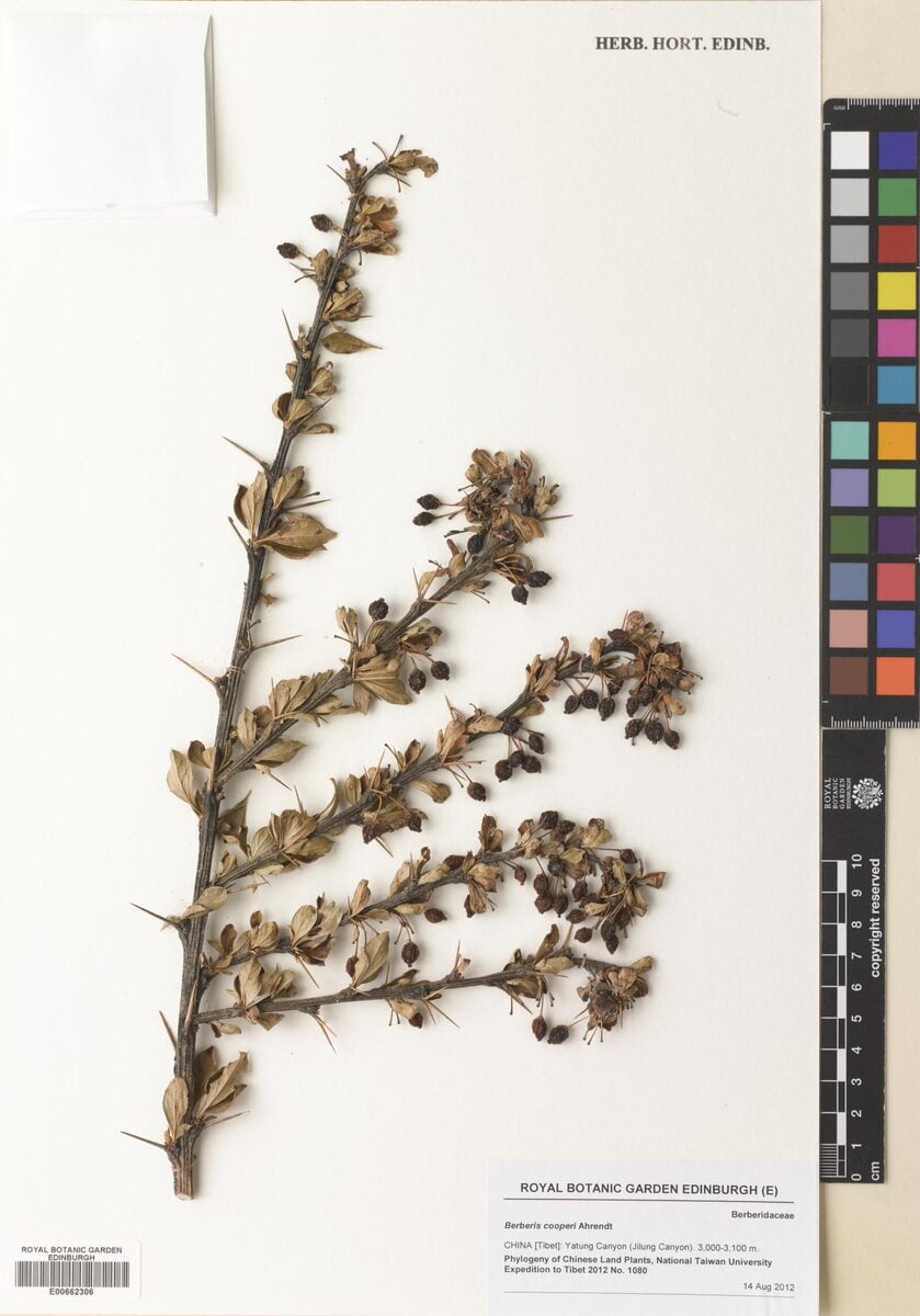 Berberis cooperi