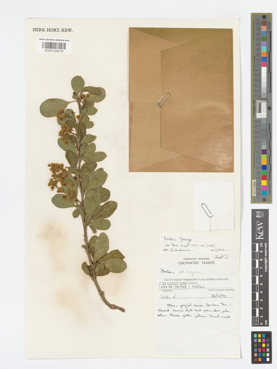 Berberis georgii (Barberry) — photo