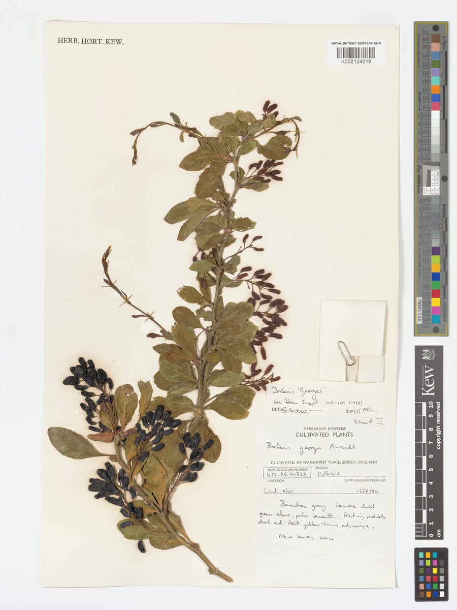 Berberis georgii (Barberry) — photo