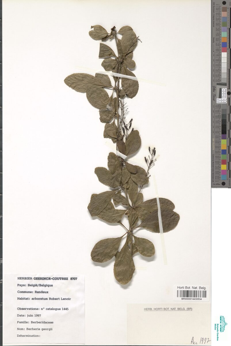 Berberis georgii