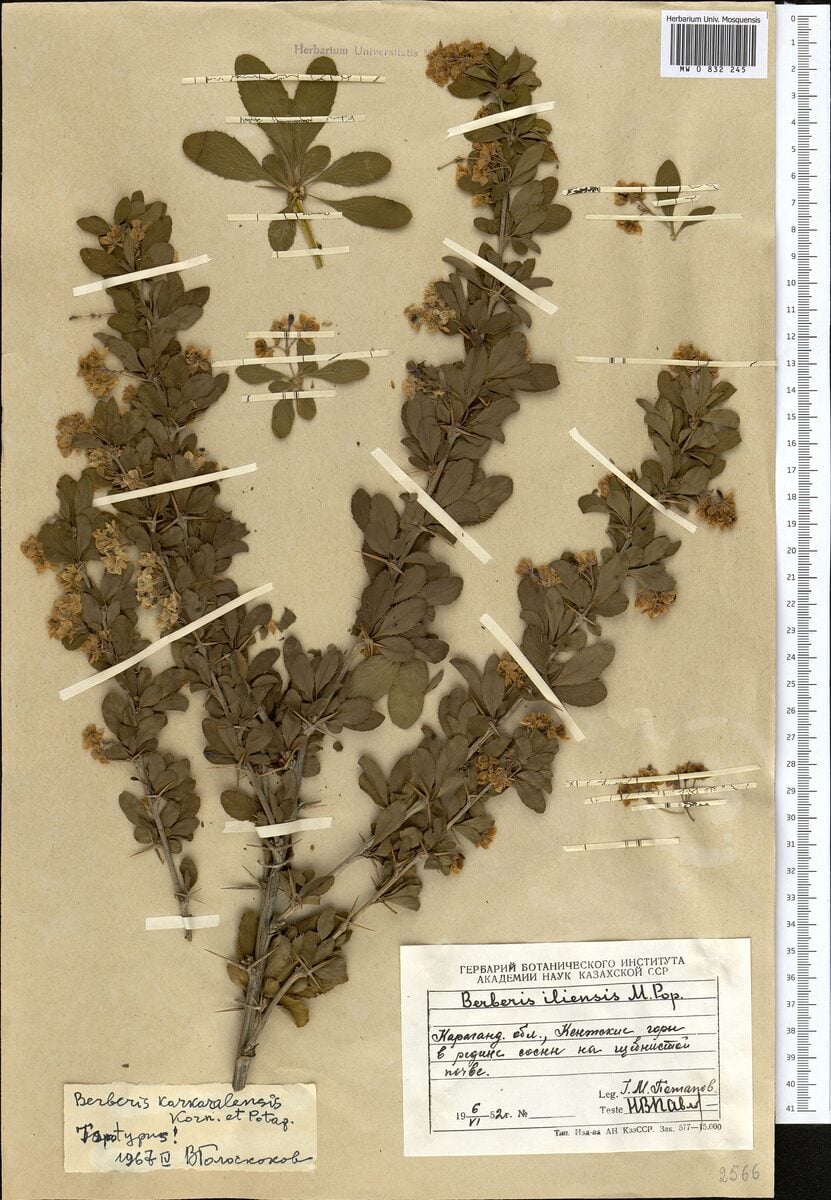 Berberis karkaralensis