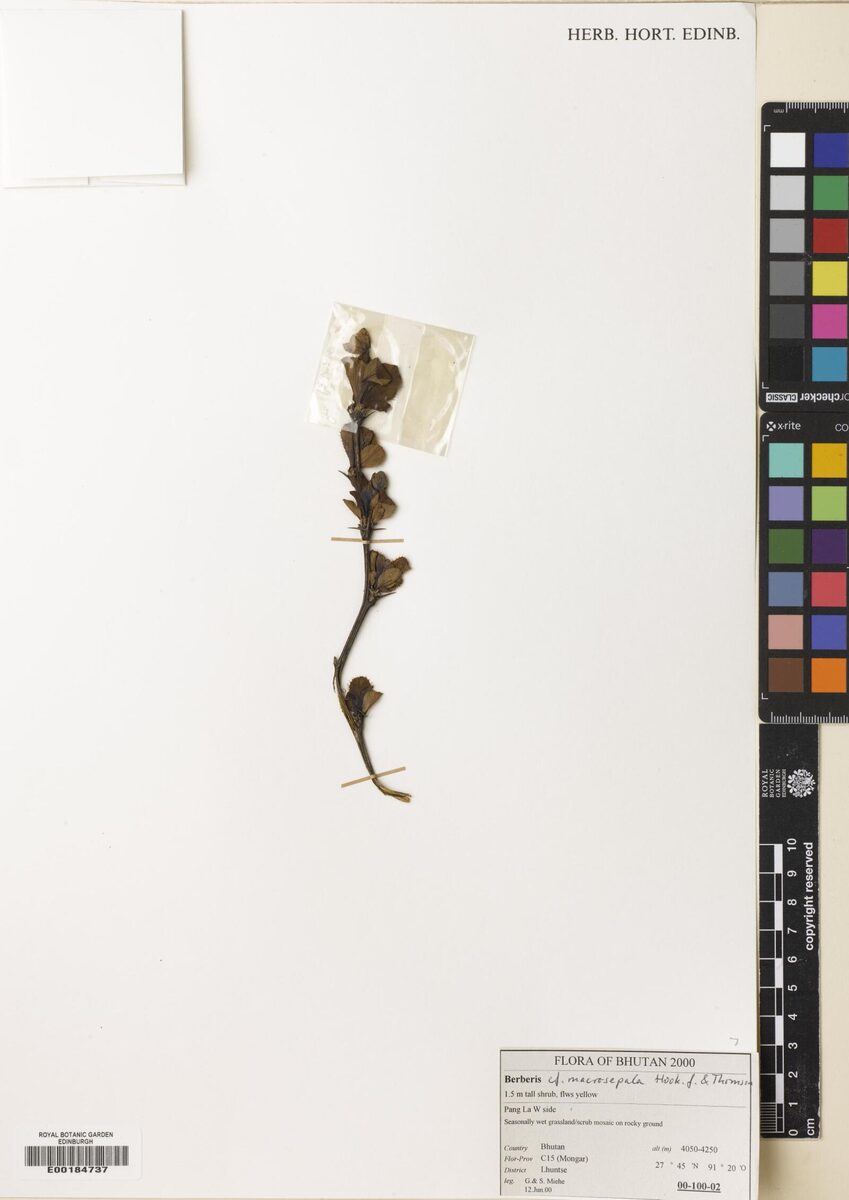Berberis macrosepala — photo