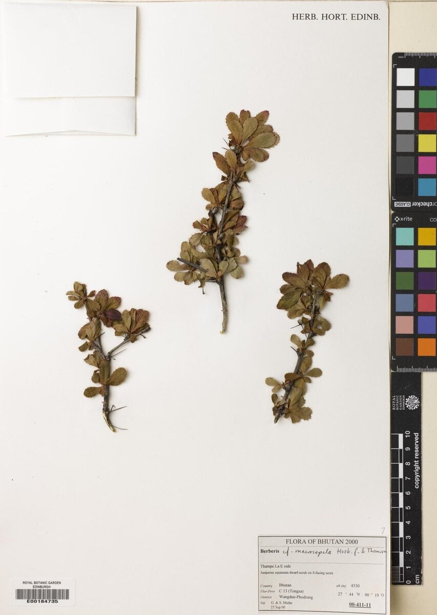 Berberis macrosepala — photo