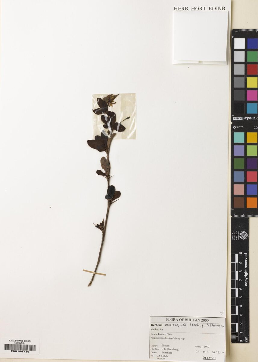 Berberis macrosepala
