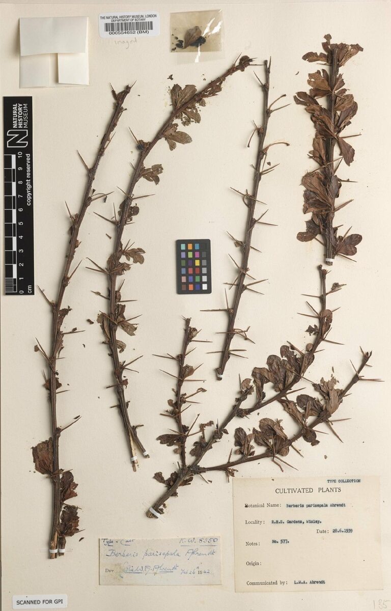 Berberis parisepala