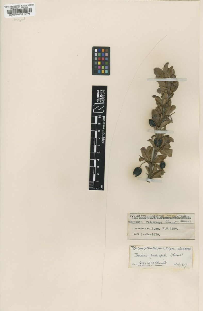 Berberis parisepala — photo