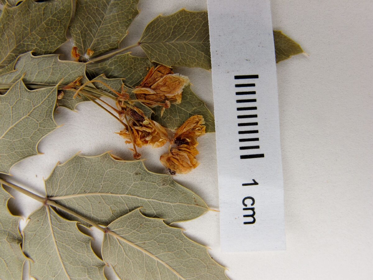 Berberis pimana — photo
