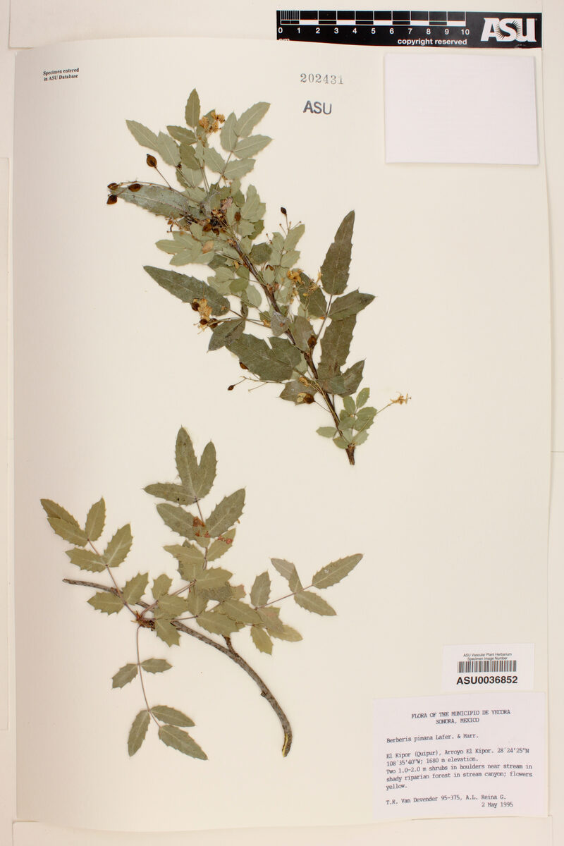 Berberis pimana — photo