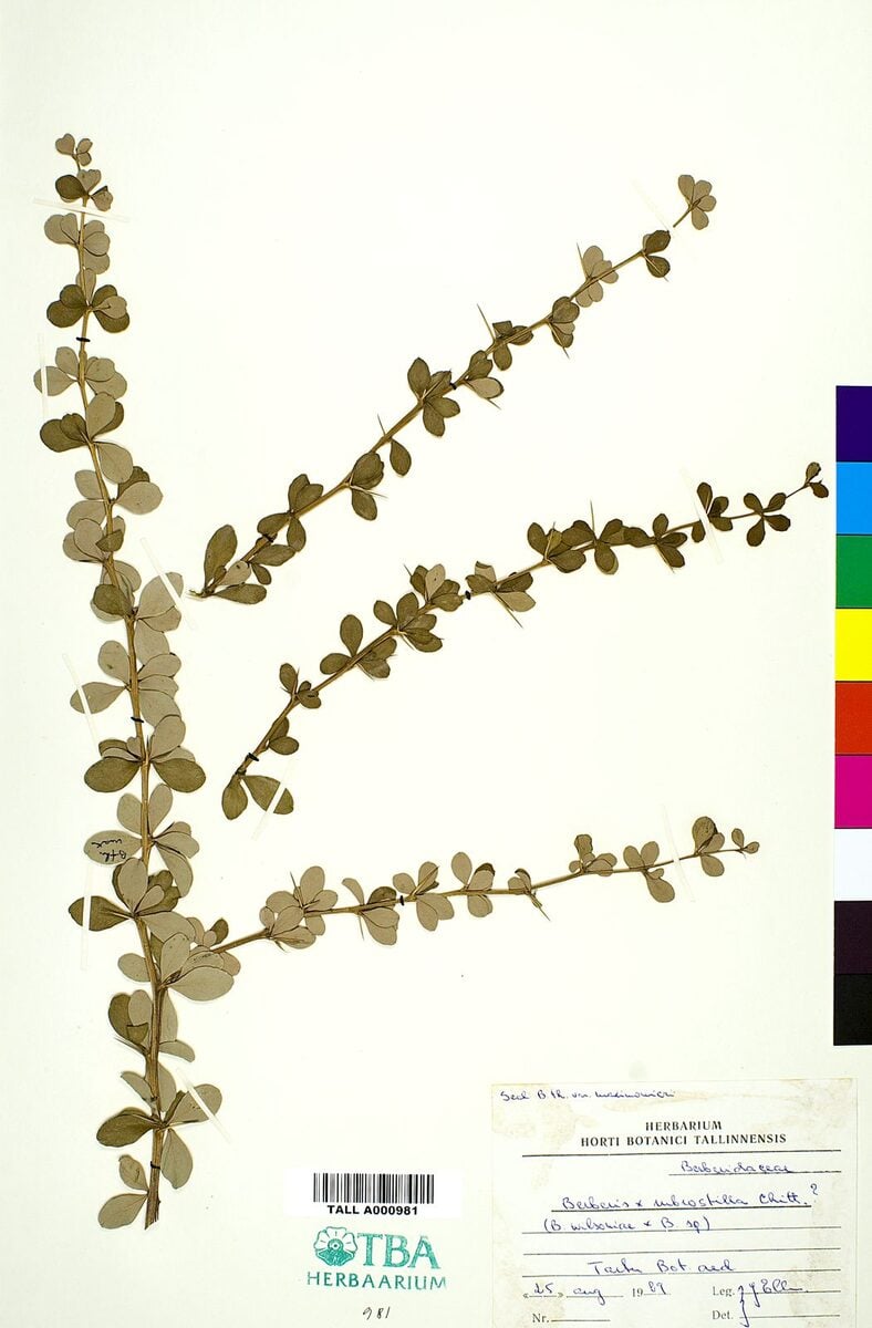 Berberis rubrostilla — photo